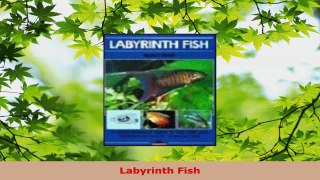 Download  Labyrinth Fish Ebook Free