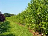 About Birch Trees  Grown in Bucks County Pa