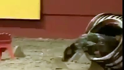 The fastest dog in the universe