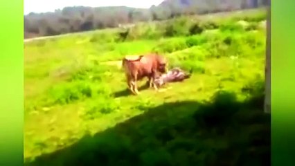 Приколы смешные до слез Лучшее видео новые смешные приколы Ржач Приколы смешные до слез