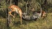 Leopard Kills Impala In Mid-Air : Unbelievable Video Never Before Seen