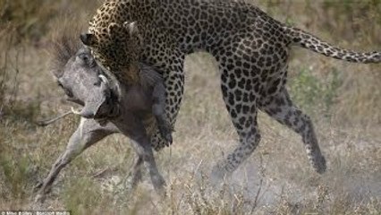 Leopard vs Warthog : Intense Battle