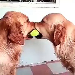 My ball, no my ball. It's our ball
