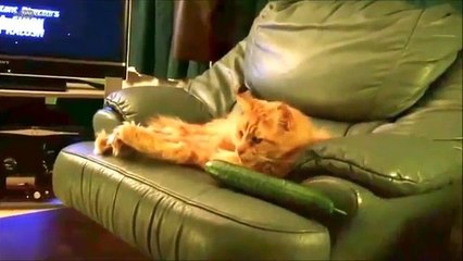 2015 Yılında En Çok İzlenen Hayvan Videoları Koleksiyonu