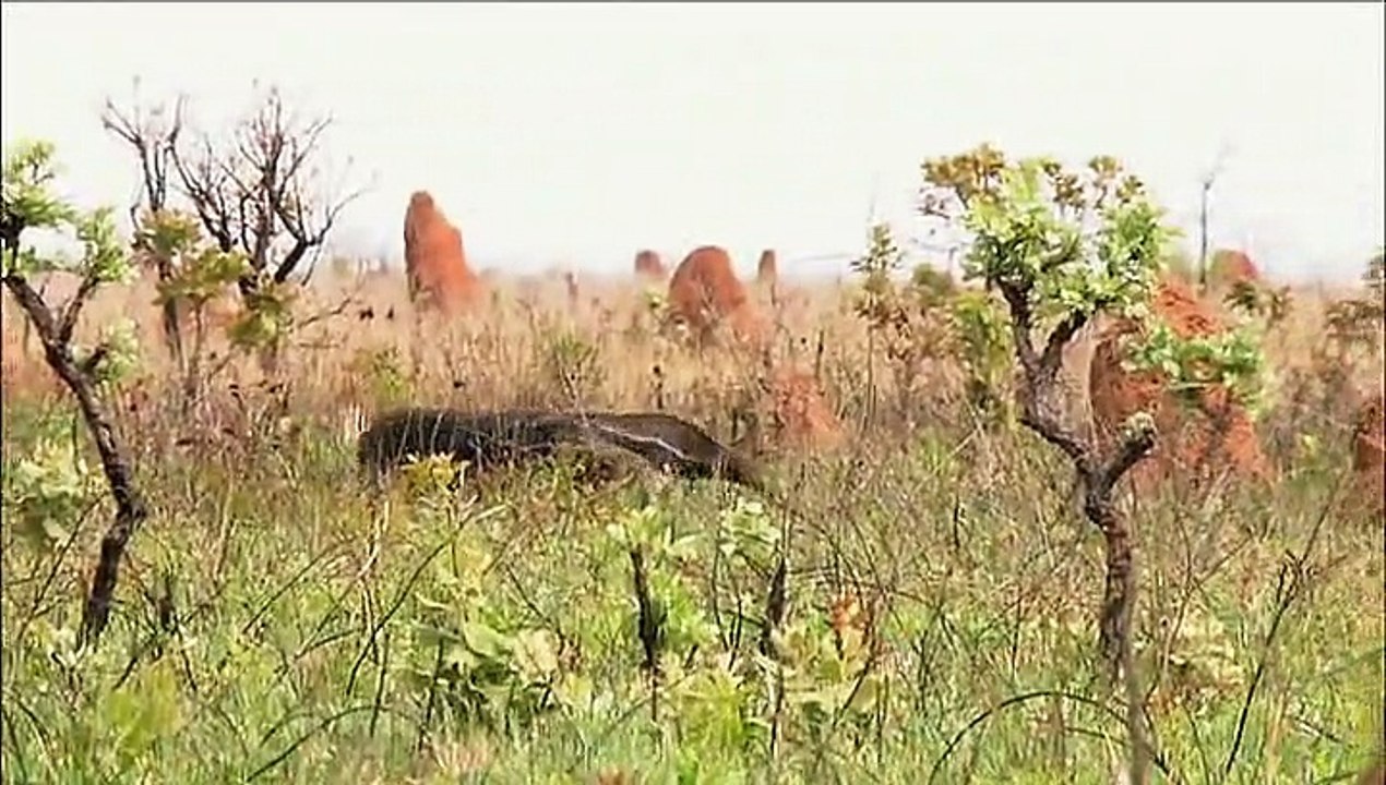 Değişen Gezegen 4. Bölüm DVDRip TRDub AC3 XviD-BDR