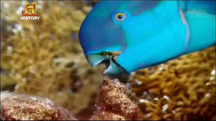 History Channel - Evrim - Çenenin Evrimi
