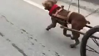 Un chien tire un chariot grâce à une poule