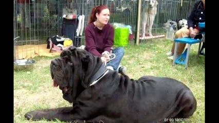 The worlds largest pitbull - Biggest Dog Found On Earth