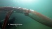 Rare giant squid sighting in Japanese harbour
