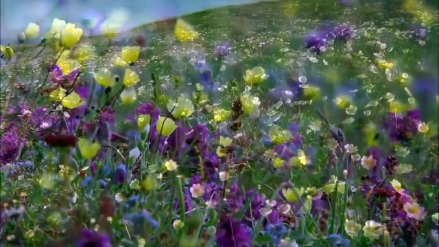 #وثائقي - براري #روسيا - القطب الشمالي #Documentary HD