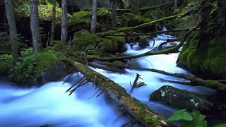 Deep Woods - Sounds of Nature ASMR