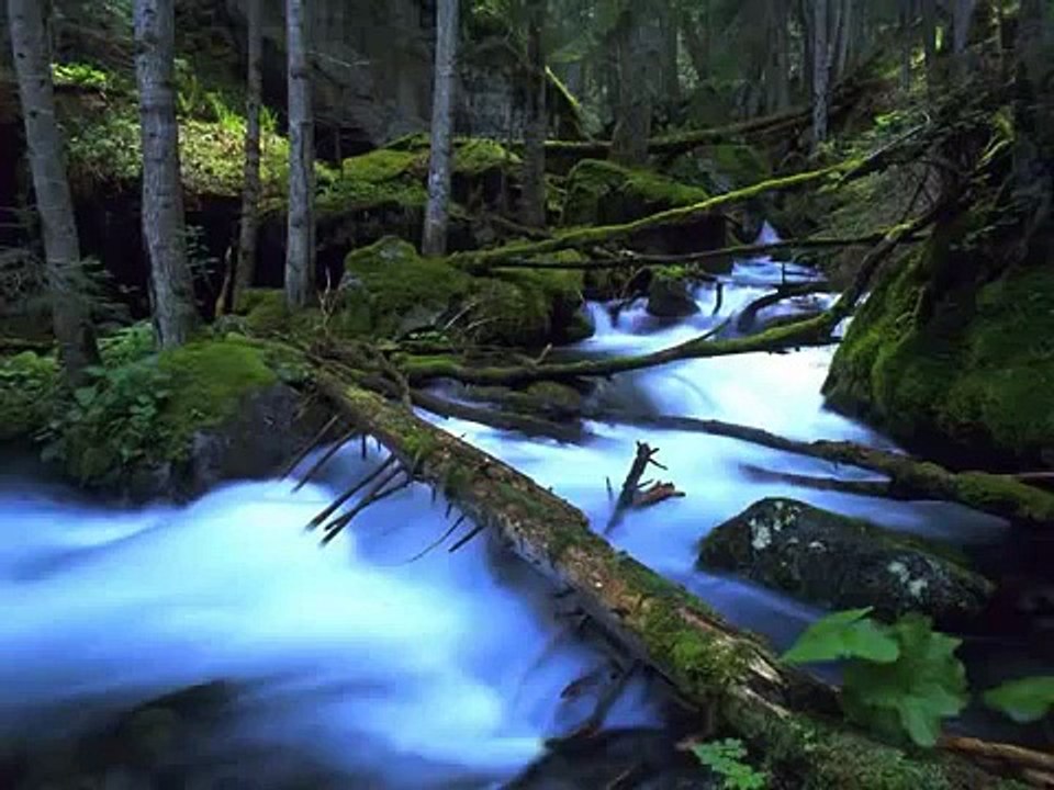 Deep Woods - Sounds of Nature ASMR