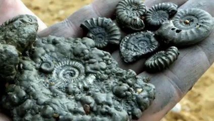 Fossil Hunters Flock to Jurassic Coast After Cliff Fall