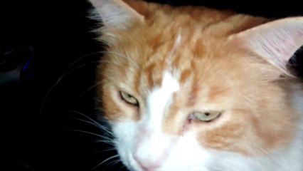 The Cutest Purr in the World, Part 2