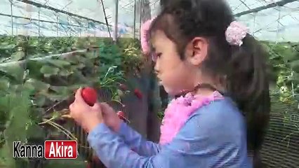 Kan & AKi 2014 イチゴがり♥ Strawberry Picking with Kan & Aki 2014