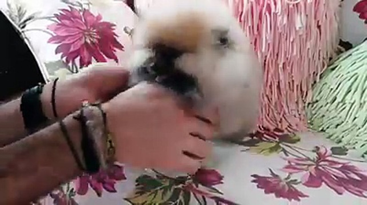 So Cute Dog