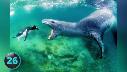 30 Photos prisent a un moment parfait