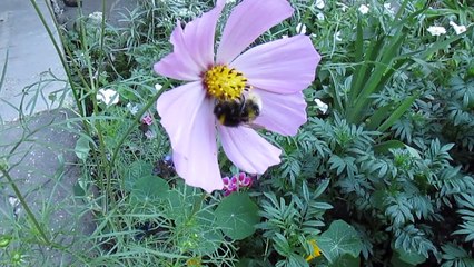 bumble-bee nibbling at a flower