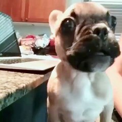 He just sounds like a baby dinosaur