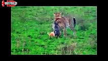biggest wild animal fights compilation | animal attacks video