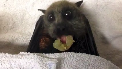 Batman when he was little he eat