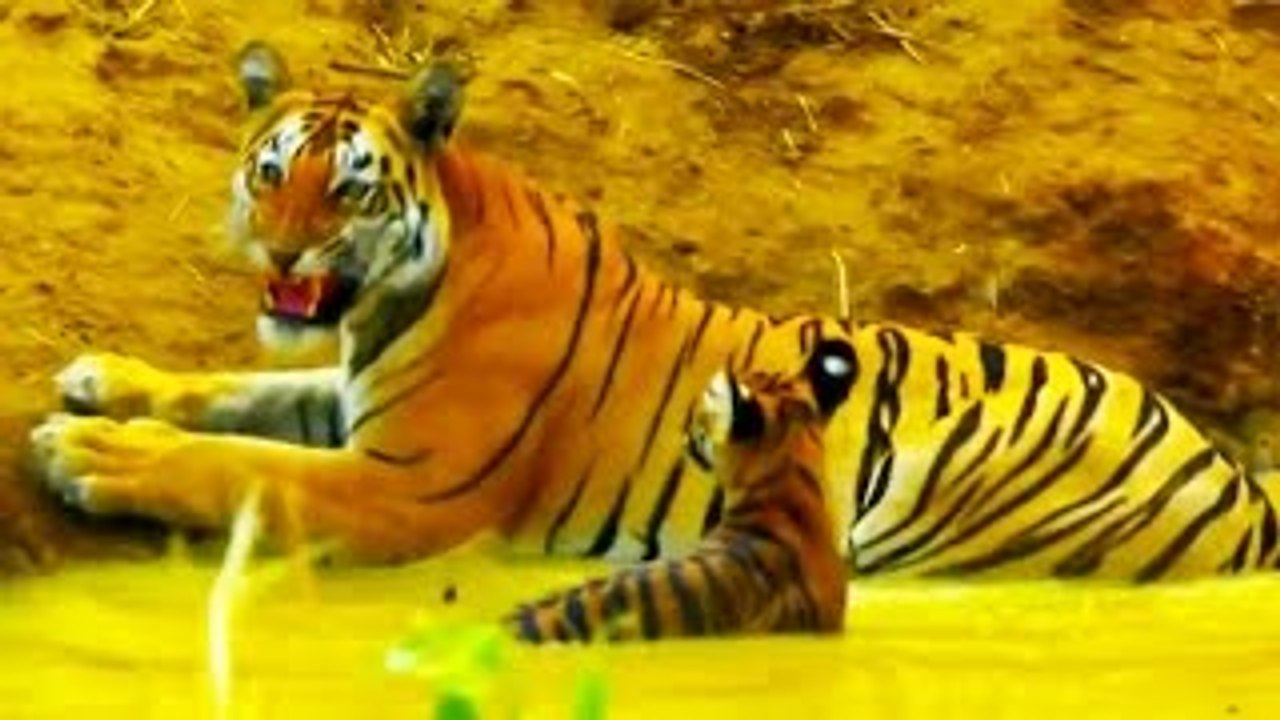 Documentário de Animais TIGRE, Coração de Caçador [NAT GEO Documentário Completo e Dublado