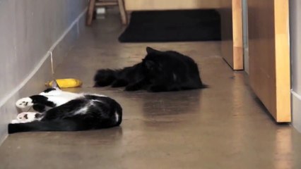 Cutest Catfight EVER!