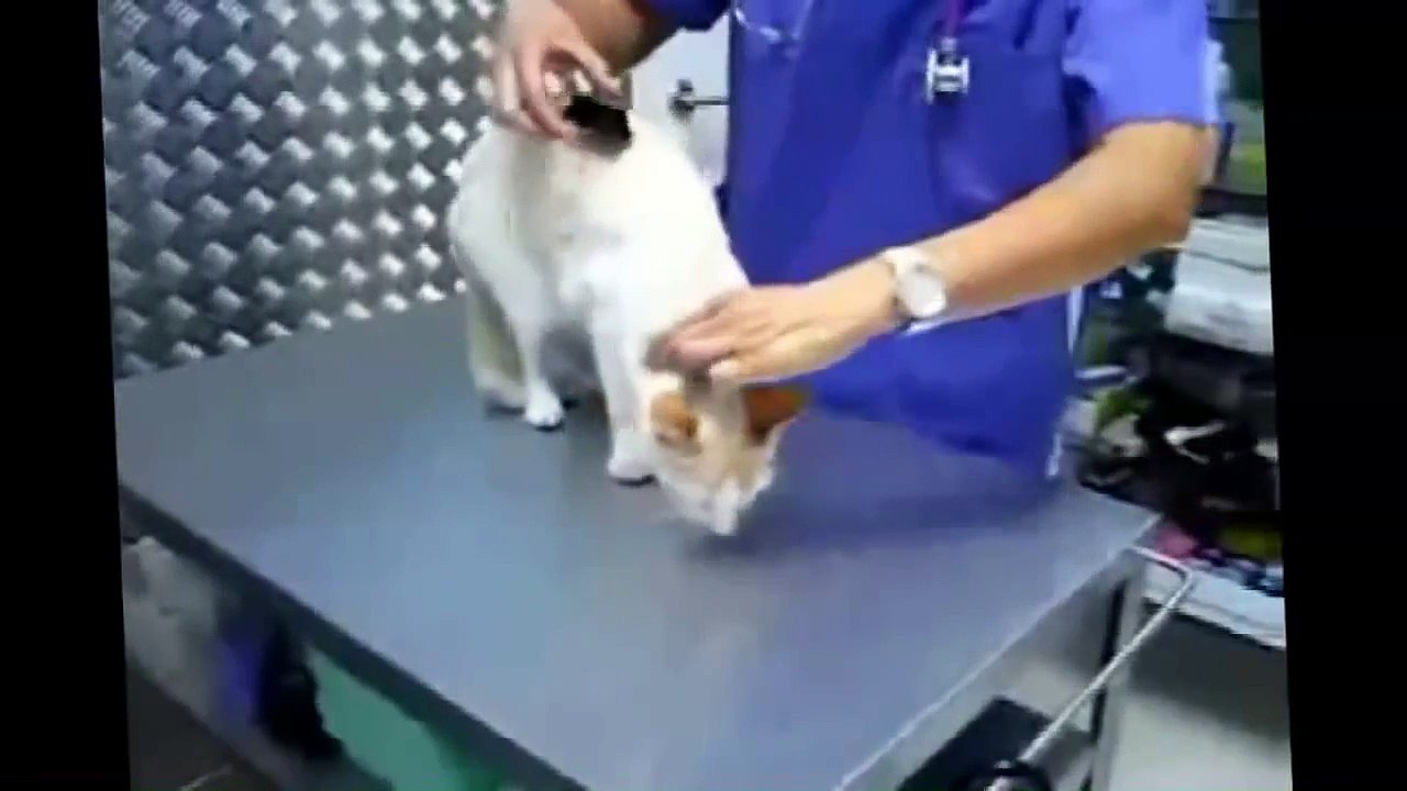 New Funny Videos Cats and Dogs Compilation 2015 Funny Animals part 9