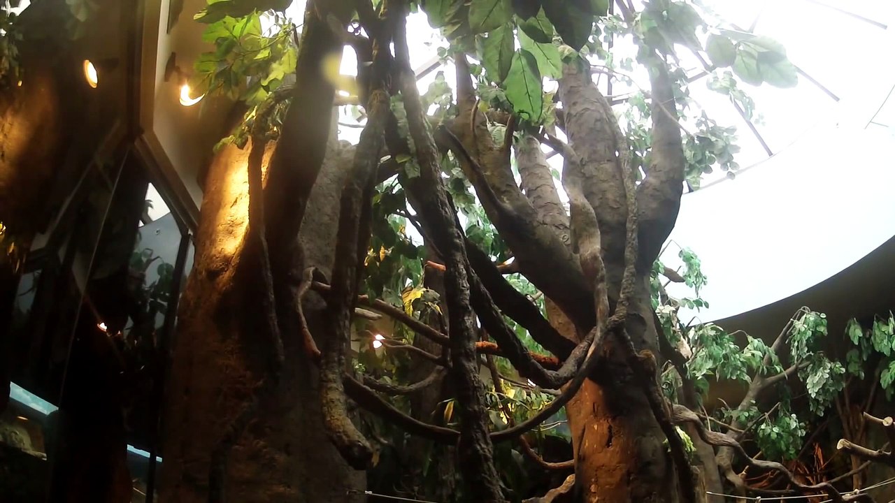 Monkeys Drop In to Say Hello  Houston Zoo Releases Sea Turtles in Galveston Bay