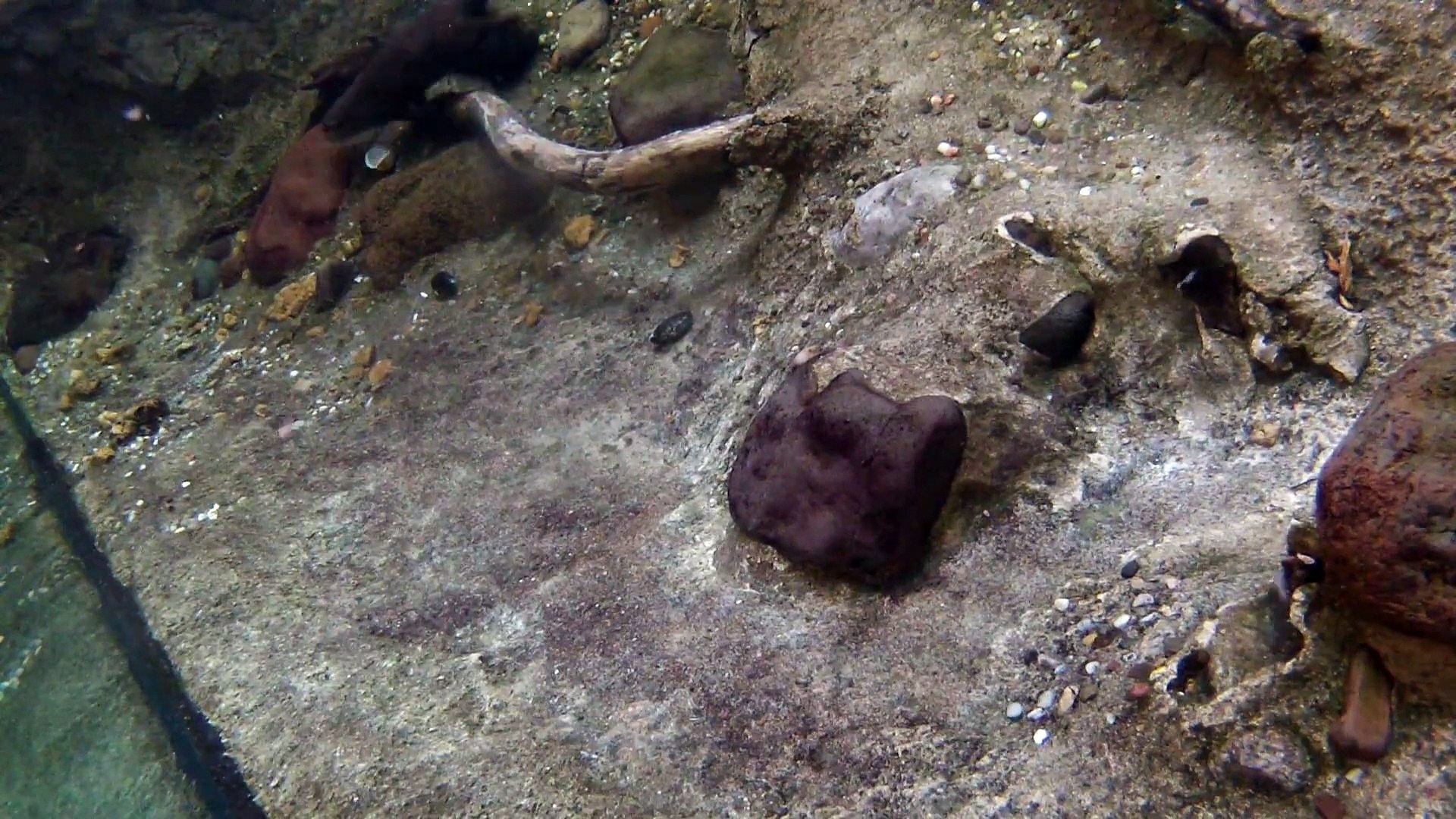⁣Underwater Otters   Houston Zoo Releases Sea Turtles in Galveston Bay