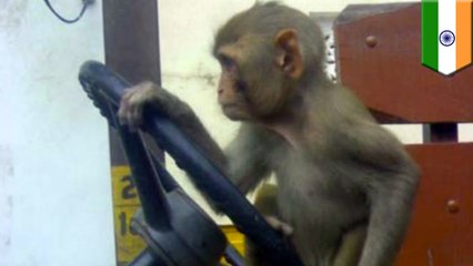 サルがバスジャック　インド