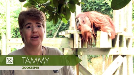 Rudi the Orangutan Gets His Heart Checked