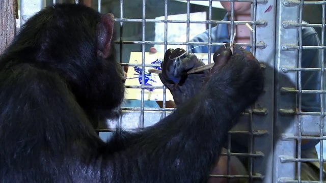 Chimpanzees use iPads! Houston Zoo Releases Sea Turtles in Galveston Bay
