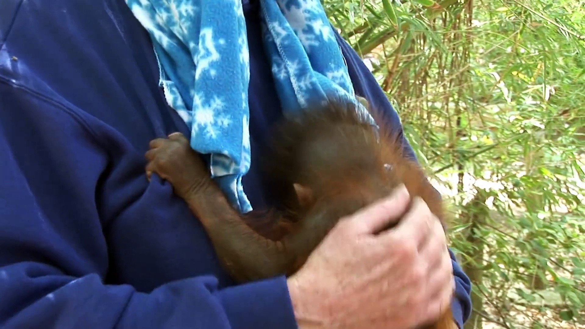 Baby Orangutan Born at the Houston Zoo