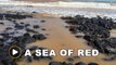 Bauxite rush: Kuantan sea turns red after heavy rain