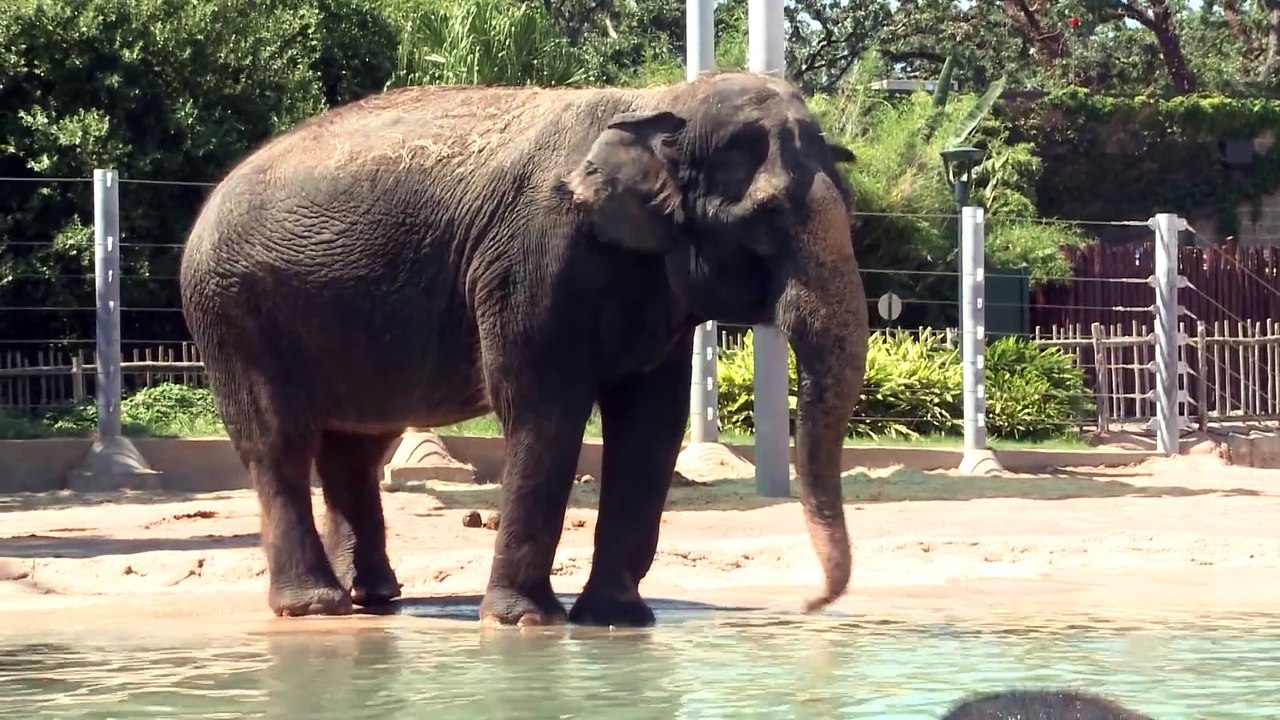 All About Asian Elephants!  Houston Zoo Releases Sea Turtles in Galveston Bay