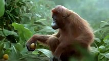 Funny Orangutan Has Best Dance Moves Weve Ever Seen