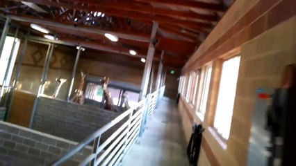 The Morning Routine for a Giraffe Keeper at the Houston Zoo