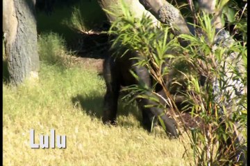 Houston Zoo chimps in exhibit for first time