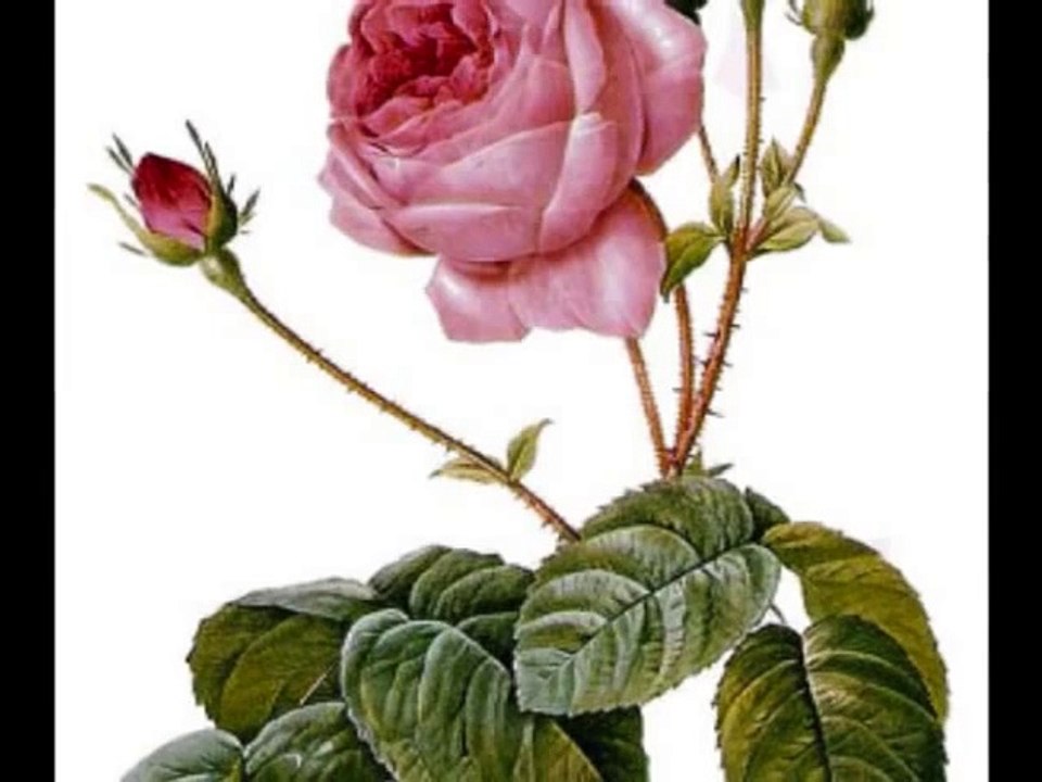 2 - Mignonne, Allons voir si la rose, Voix de ville (1576)