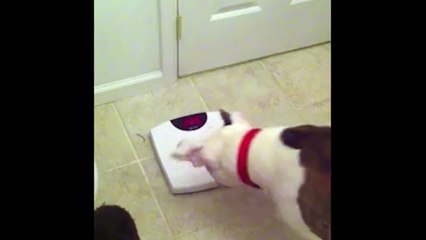 Hilarious! Do You Think This Dog Is Angry About His Weight?