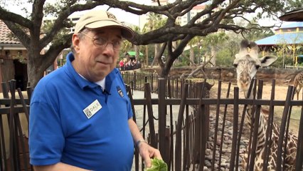 Giraffe Feeding at the Houston Zoo