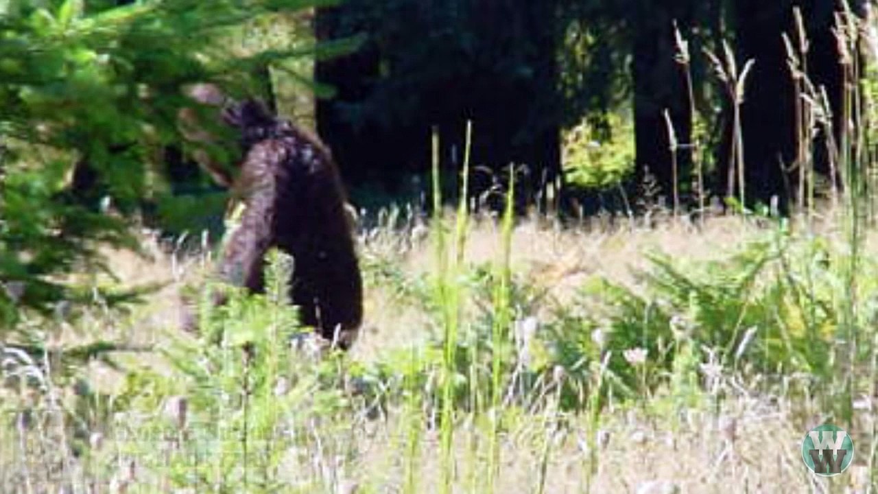 20 Most Convincing Bigfoot Sightings of All Time
