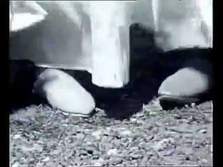 رقصات الأطلس الكبير