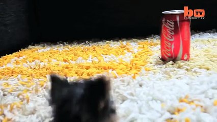 The World's Smallest Dog Tiny Dog Terrier-copypasteads.com