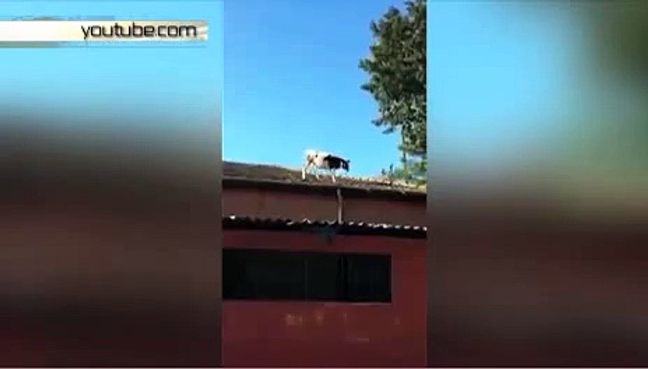 Турецкая корова гуляла по крыше и провалилась