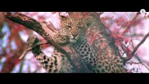 Samsara -Most Popular Video of Ricky Kej Featuring Amitabh Bachchan, Shankar Mahadevan, Ani Choying, Soweto Gospel Choir