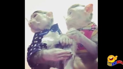 Funny Monkeys tasting lolly pop