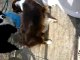 Miniature DailyMotion