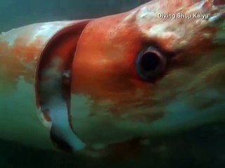 Footage Of Giant Squid Captured Off The Coast Of Japan Will Keep You Out Of The Sea